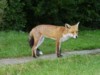 Fox standing