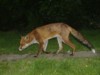 adult urban fox