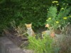 Fox sitting