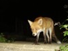 fox at night