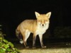 fox portrait