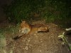 Fox relaxing 4