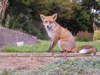 fox sitting