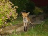 fox stretching