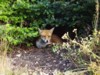 fox in shrubs