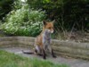 fox sitting 2