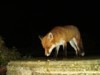 Fox sniffing