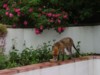 fox eating