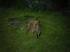 fox trot