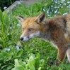 fox face