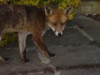 fox walk on by