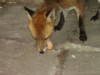 fox and egg