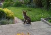 fox sitting