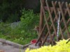 fox peeking