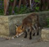 fox poised