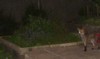 fox watching