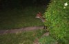 fox peeking again
