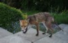 fox close up