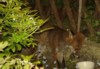 fox feeding