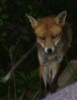 fox face