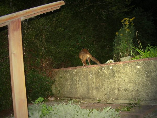 Fox getting ready to climb