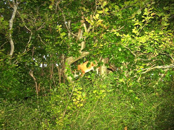 Fox in tree