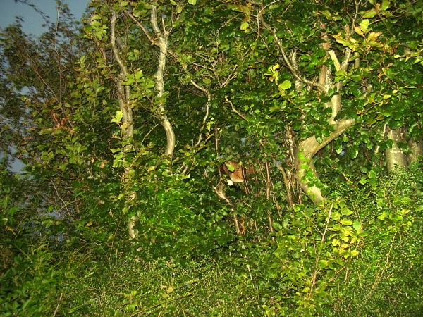 Fox in tree
