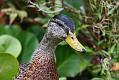 Waterfowl